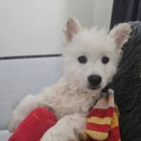 Photo of Baleno