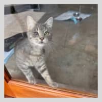 Photo of Juno