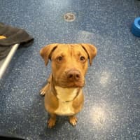 Photo of Ace