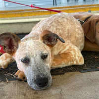 Photo of Ochre
