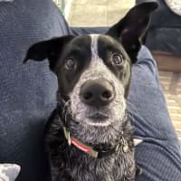 Photo of Rocky