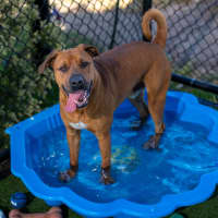 Photo of Miracle Imp 2246