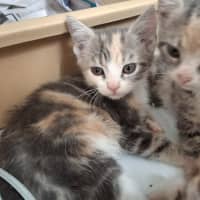 Photo of Paris (9951)