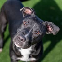 Photo of Baz Imp 962