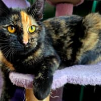 Photo of Sparkles