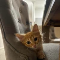 Photo of Cheetos