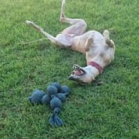 Photo of Spud, The Greyhound