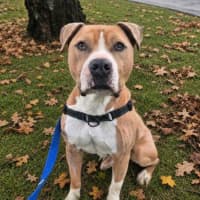 Photo of Tyson