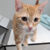 Photo of Pinky