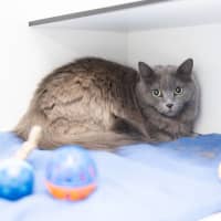 Photo of Dusty (Dustina)