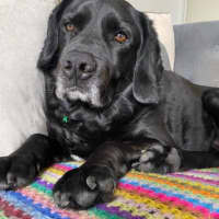 Photo of Tetley Valenti