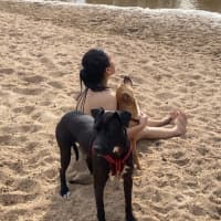 Photo of Ripley   1 Year Old Staffy X