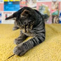 Photo of Lyle   Located In Preston 