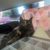 Photo of Keyleth **2nd Chance Cat Rescue**