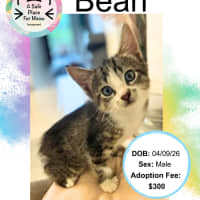 Photo of Bean