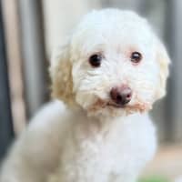 Photo of Westie
