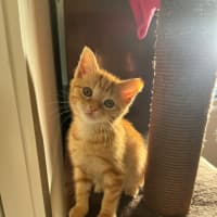 Photo of Sesame