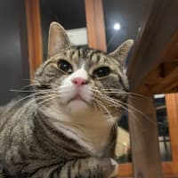 Photo of Izzy
