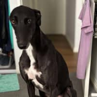 Photo of Rowdy, The Gentle Greyhound