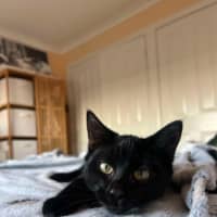 Photo of Shadow 🥰