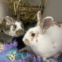 Photo of Peanut (Bonded To Bugs)