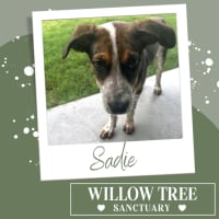 Photo of Sadie