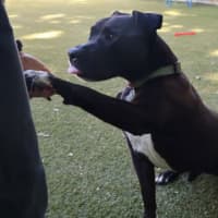 Photo of Tyson