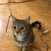 Photo of Cinnamon