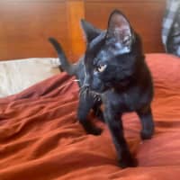 Photo of David Meowie