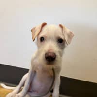 Photo of Pearl