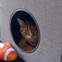 Photo of Leyton & Dakota 🐈‍⬛🌺