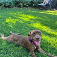 Photo of Lola 