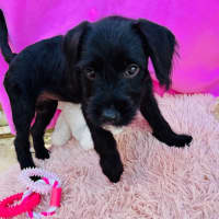 Photo of Cindy