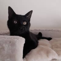 Photo of Bodhi