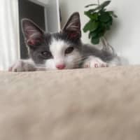 Photo of Alfred A.K.A Alfredino