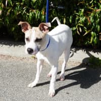 Photo of Tyke
