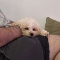 Photo of Dolly
