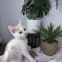 Photo of Peaches 🪷