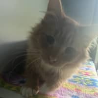 Photo of Carebear