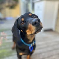 Photo of Rooster   9 Month Old Dachshund X Kelpie