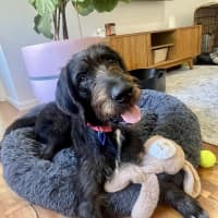 Photo of Stephen   9 Month Old Mixed Breed