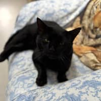 Photo of Santana (9993)