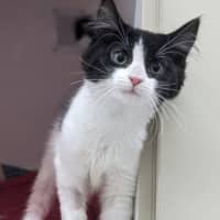 Photo of Paul Meow Lywood