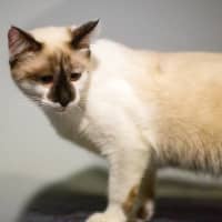 Photo of Willow 😻🌈