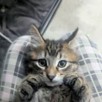 Photo of Riddle Clowder