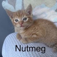 Photo of Charlie (Was Nutmeg)