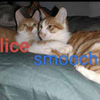 Photo of Smoochie