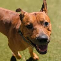 Photo of Milo
