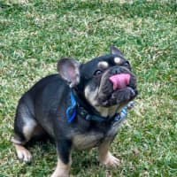 Photo of Pablo & Frankie    8 & 4 Yo French Bulldog
