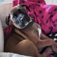 Photo of Maxie